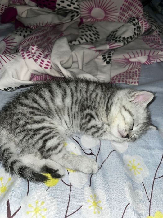 Британка короткошерсныи