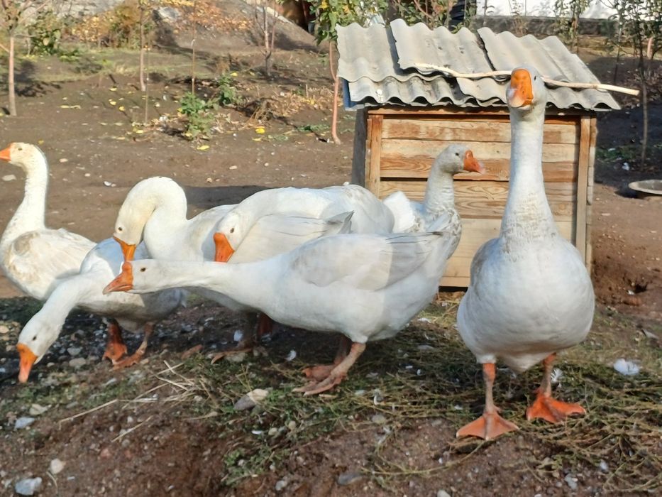 Продам гуси молодые