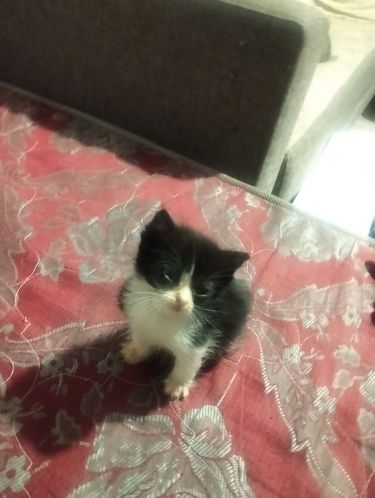 Милых котят отдам