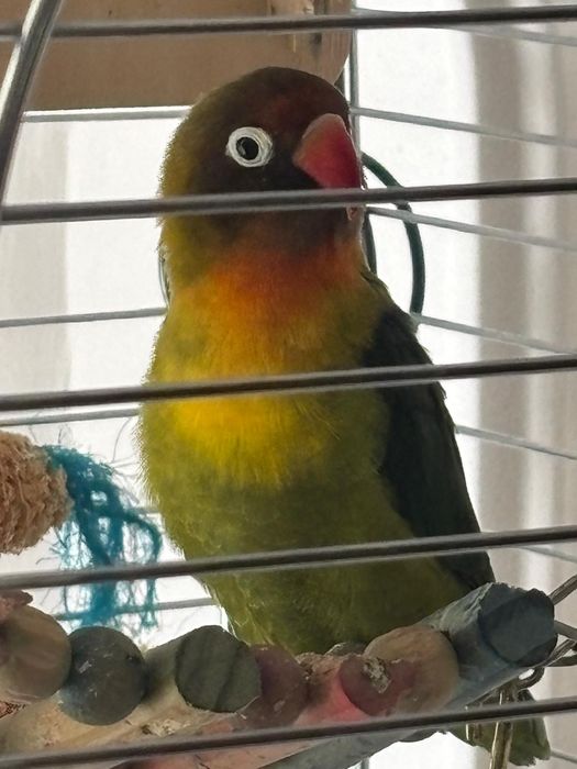Vand Agapornis 2ani