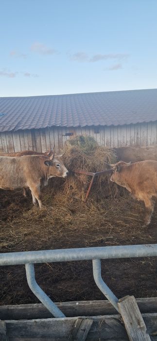 Juninci Gestante rasă Aubrac