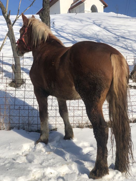 Vand. Manza de 3 ani invatata la ham