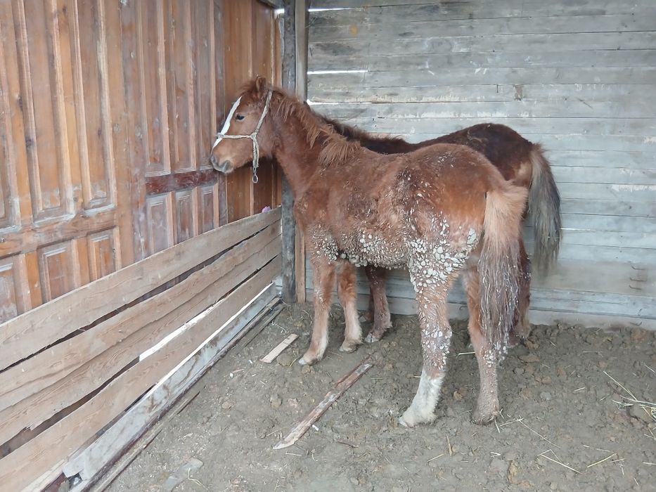 Семіз ұрғашы жабағылар