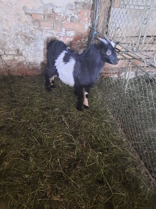 De ținut s-au sacrificat