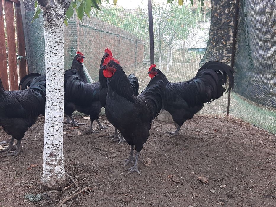 Vand cocosi rasa Australorp negru