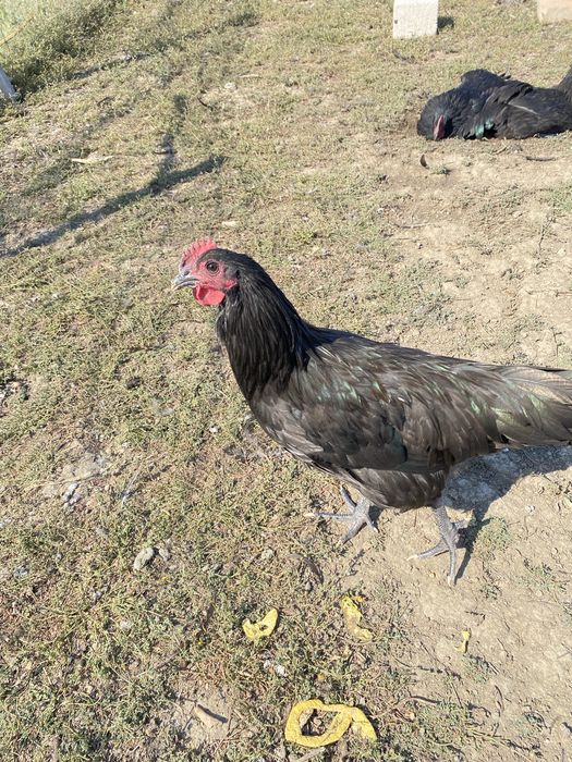 Cocosi australorp
