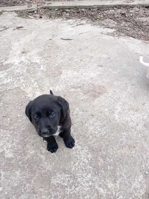 Подаряват се кученца на 3 месеца