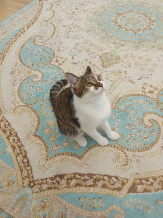 Отдам кота 6 месяцев