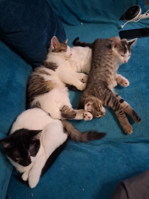 Котенца си търсят дом