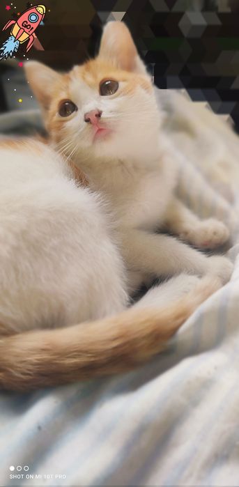 Отдам котёнка в добрые руки