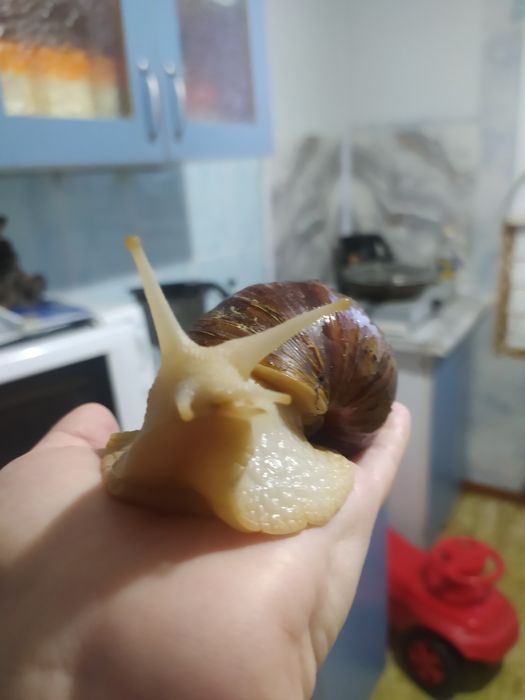 Отдам трёх улиток