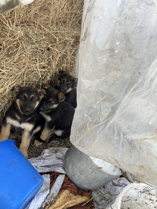 Таза немецкий овчаркалардын күшігін сатам 1 ұрғашы қалды