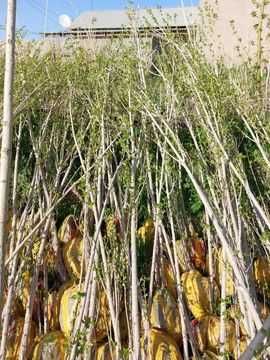 Продажа тополей роз саженцев