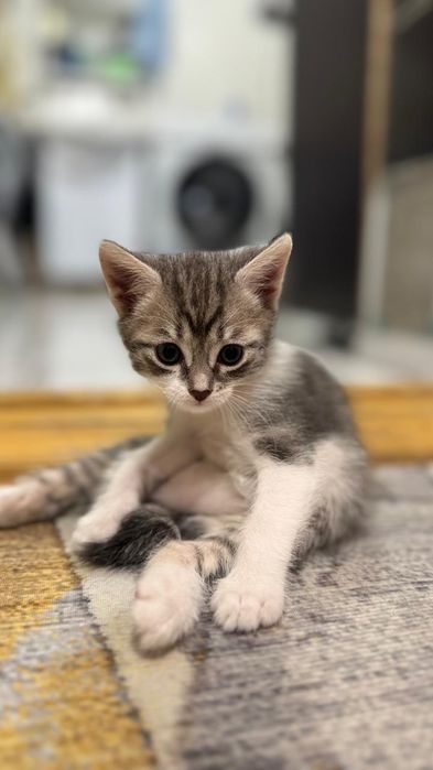 Отдам котят в добрые руки