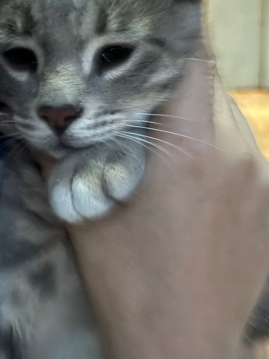 Котик в добрые руки