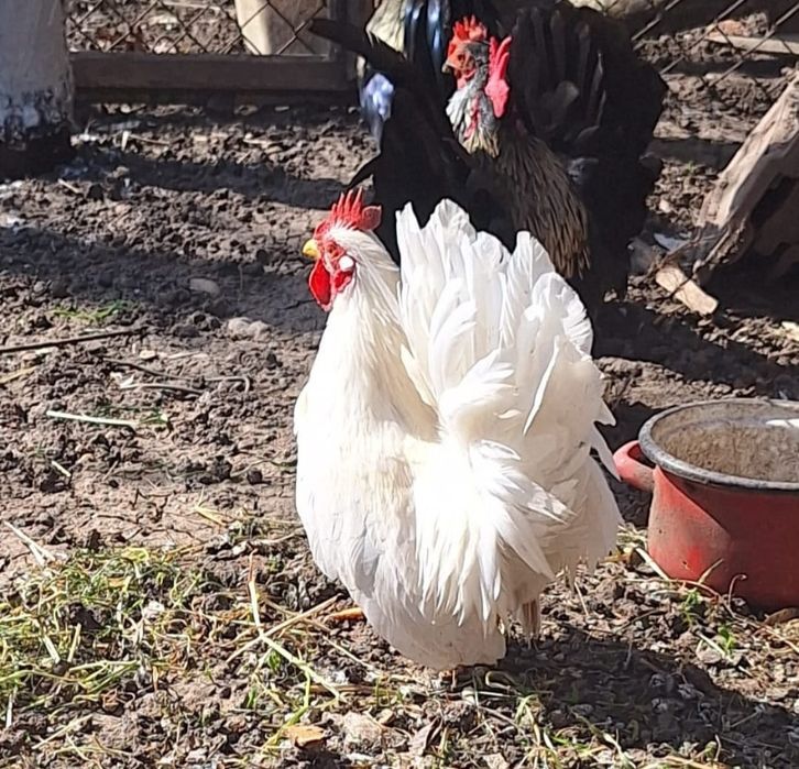 Vând sau schimb 2 cocoși de chaboo