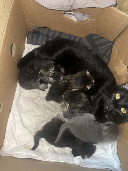 Отдам котят бесплатно