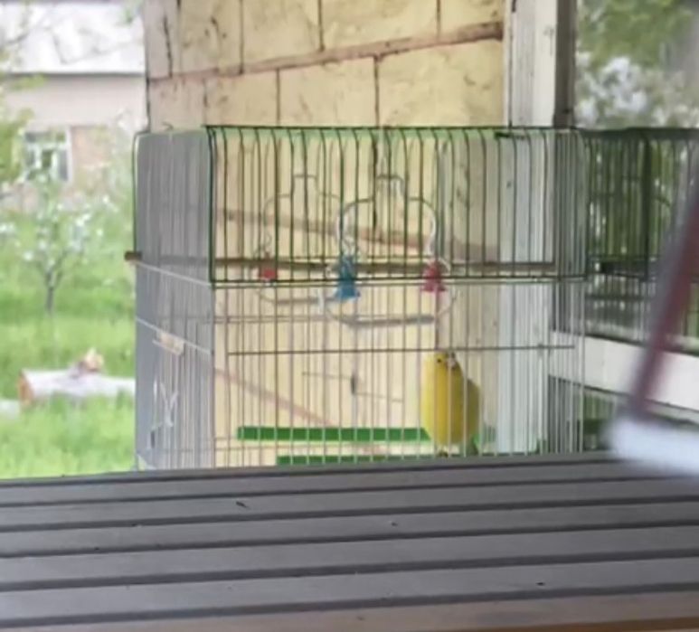 Продаётся самец взрослый самки тоже есть