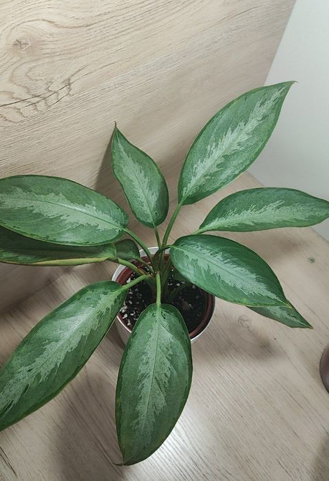 Аглаонема Сильверадо