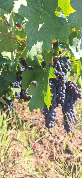 Vând struguri Merlot, Săpoca, Buzău