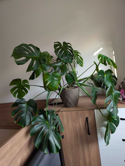 Филодендрон / монстера в саксия на 2 години