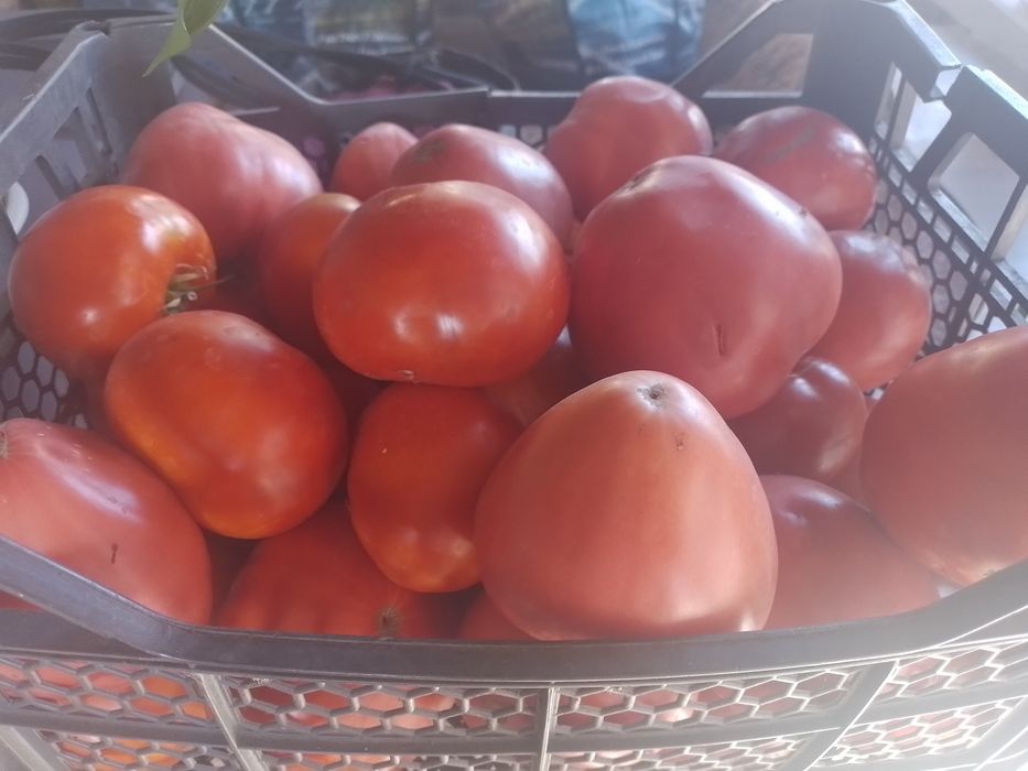 Продам помидоры домашние