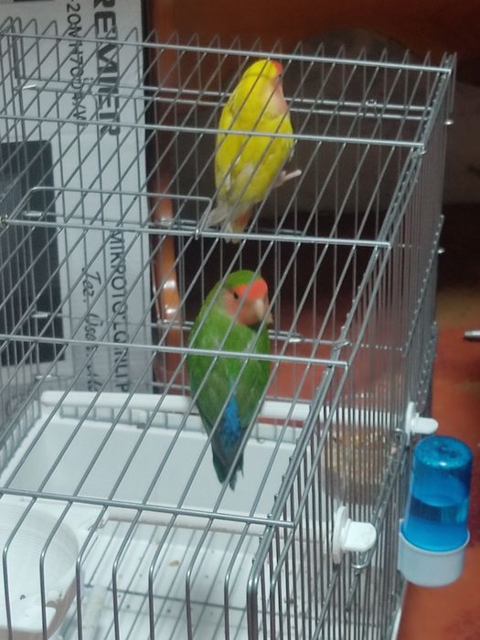 Продам Лутинов вместе клеткой домиком