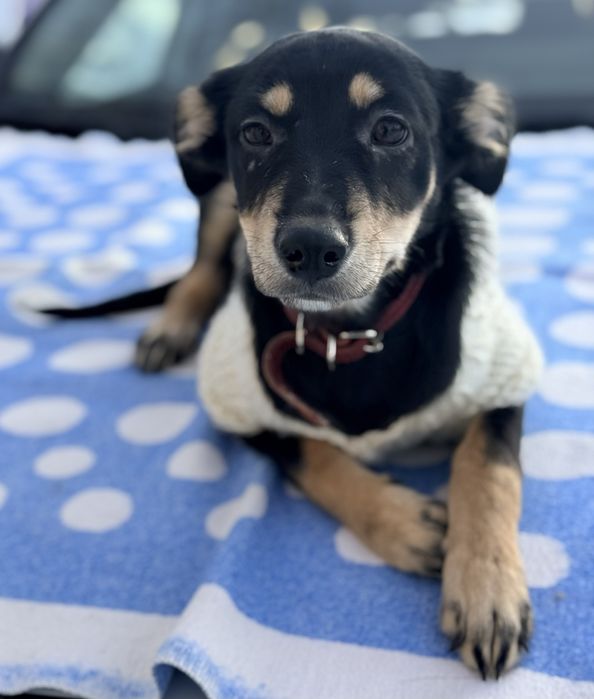 Отдам  щенков в добрые руки