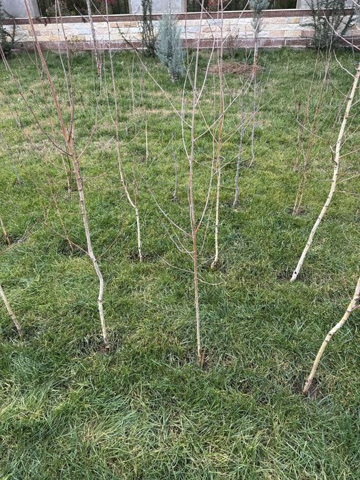 Береза декоративная.