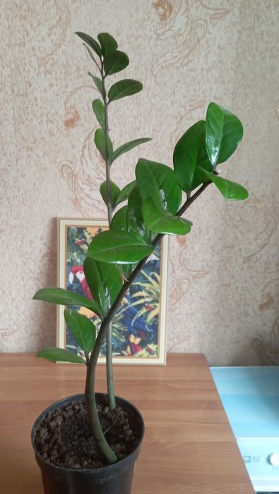 Продам Замиокулькас