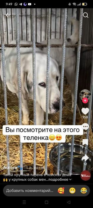 ПорОдиСтыЕ соБаЧки ждут СтаРых или более ответственных новых хозяев