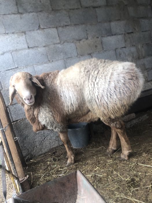 Қошқар 1,5 жас сатылады