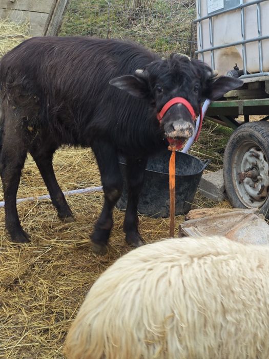 Vând bivol mascul.