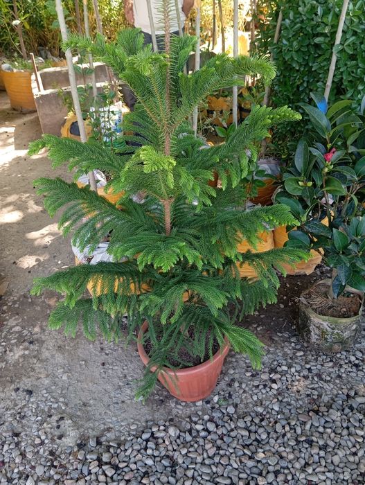 Ot orish archa ekish gazon ekish