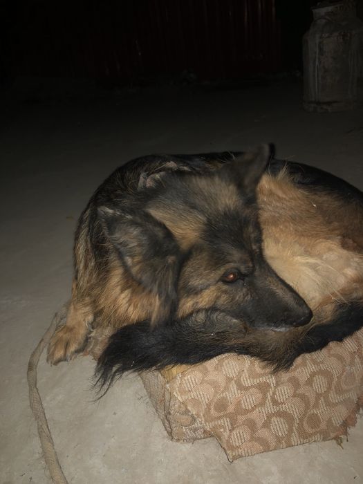 Немецкый овчарка продается поговорим