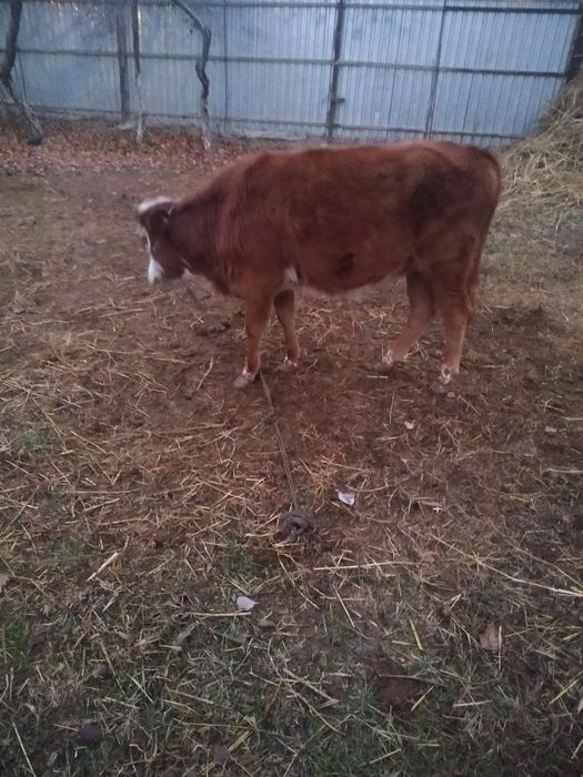 Парода гуножинча сотилади.