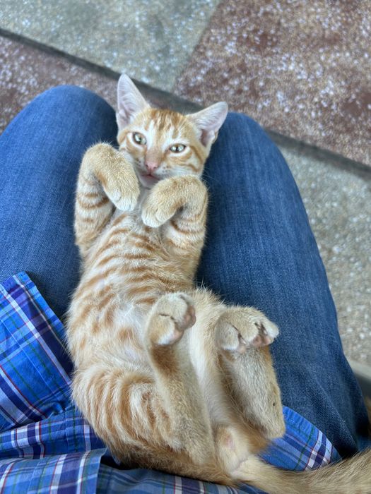 Donez Motănel Ginger