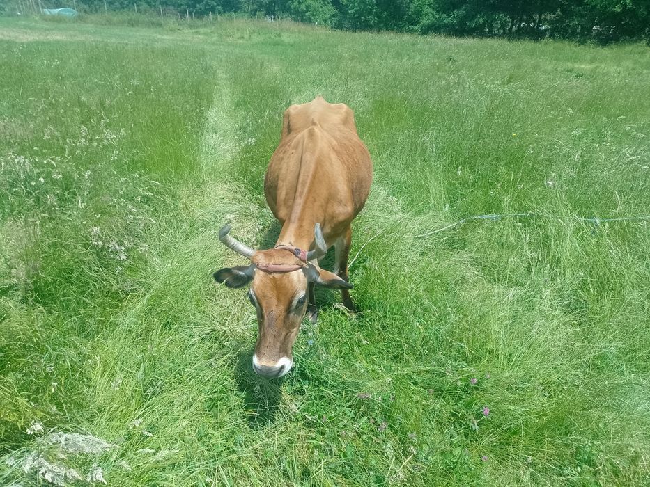 Продавам юница Джерсей на 1 година и 3 месеца