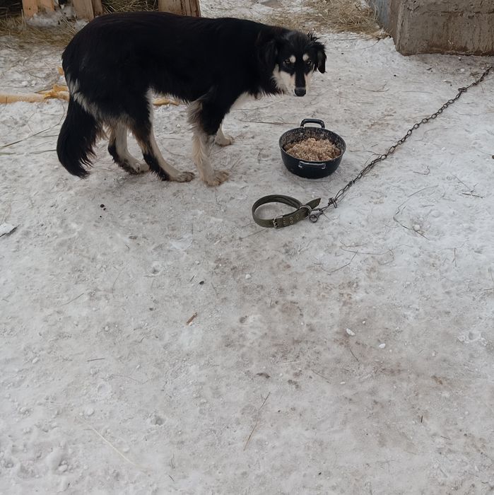 Отдам в добрые руки