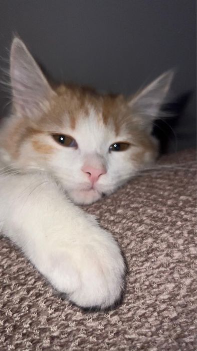 Отдам ласкового котенка в добрые руки