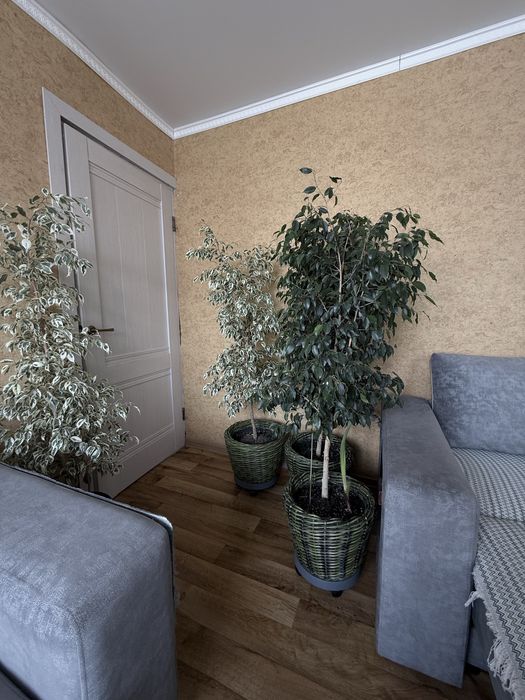 Фикусы Бенжамина.