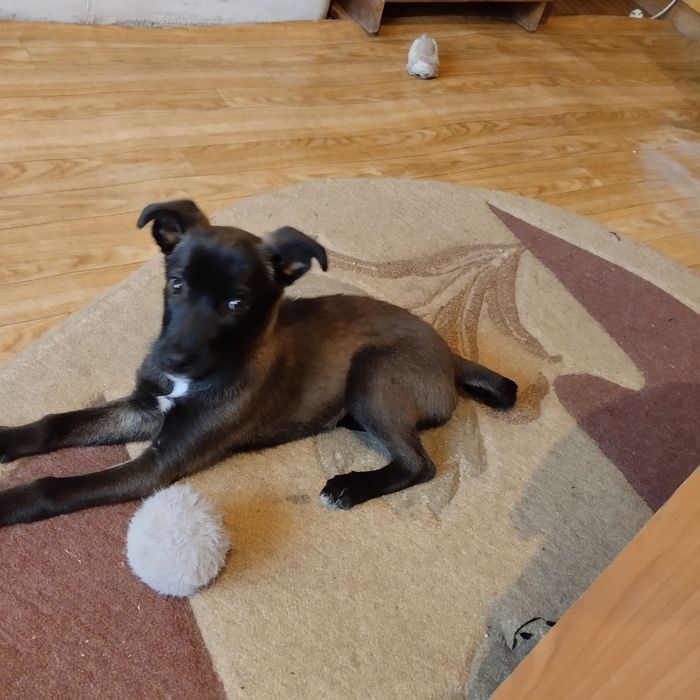 Отдам в добрые руки