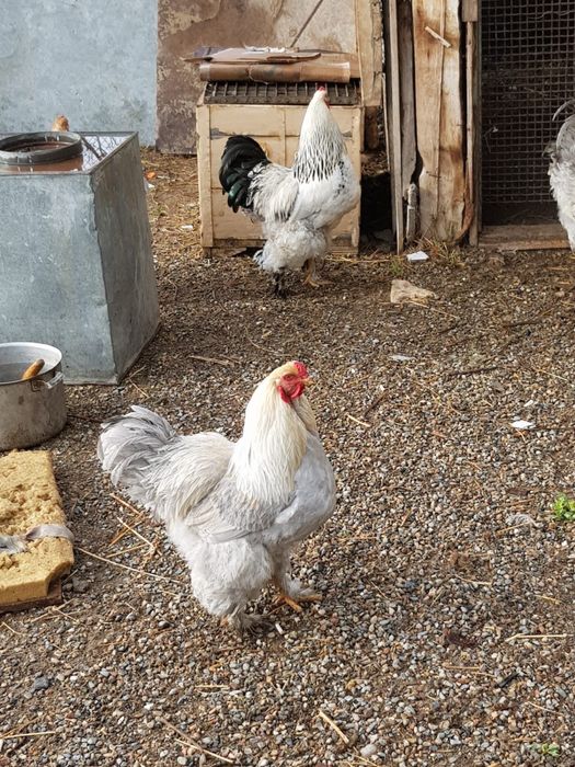 Петухи Брама……..