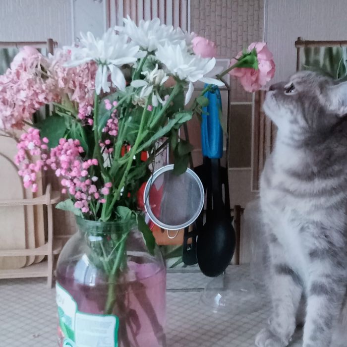 Продам кошку домашнюю