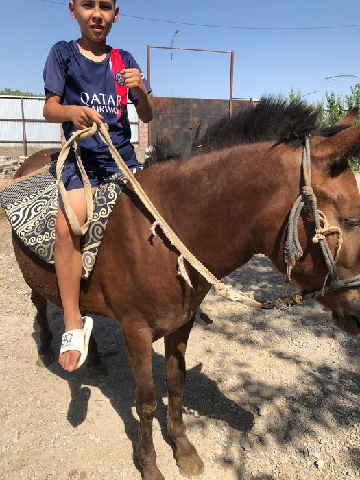 пони сатылымда .