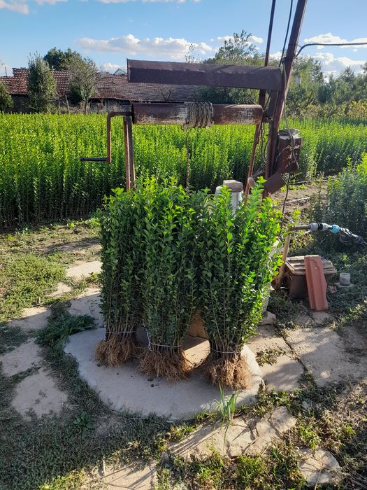 лигуструм овалифолиум за жив плет