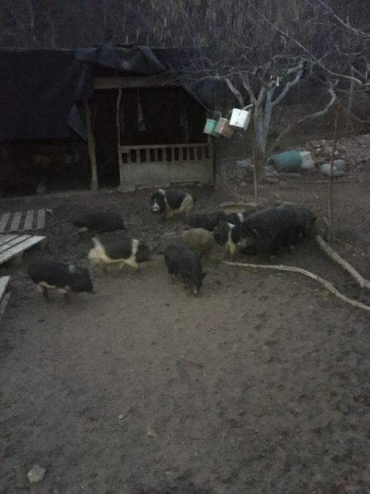 Виетнамски прасета