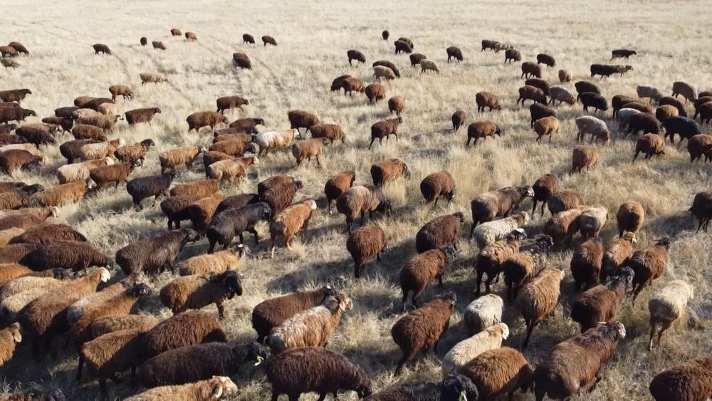 Жер! Пастбища в СКО!