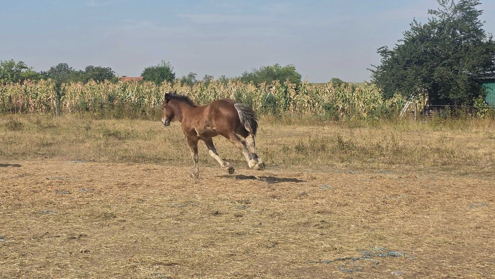 Iapa Ardenezá gestanta 15 ani si minz de 4 luni