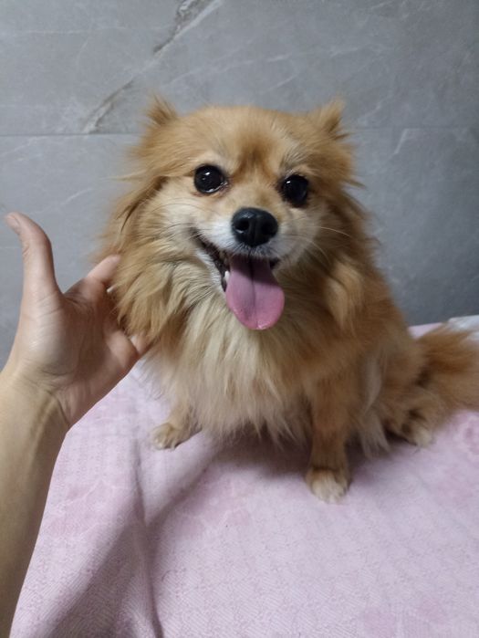 Груминг собак и кошек